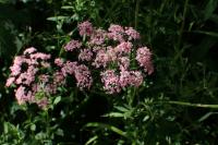 Pimpinella major