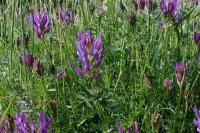 Astragalus onobrychis