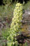 Reseda lutea