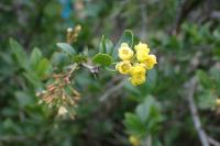 Berberis vulgaris