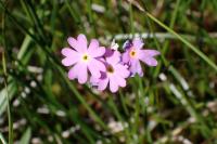 Primula farinosa