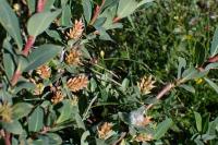 Salix caesia