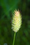 Phleum alpinum