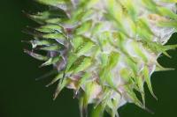 Phleum alpinum