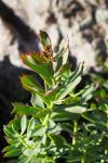 Rhodiola rosea