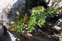 Rhodiola rosea