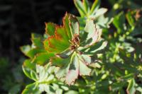 Rhodiola rosea