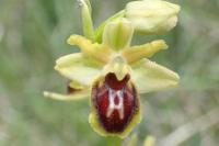 Ophrys virescens