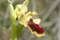 Ophrys virescens