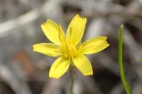 Rhagadiolus edulis