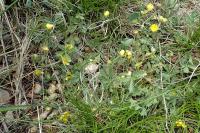 Potentilla verna
