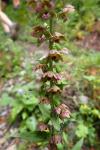 Epipactis helleborine