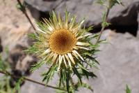 Carlina vulgaris