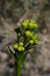 Senecio doria