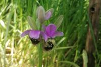 Ophrys tenthredinifera subsp. ficalhoana