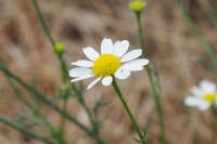 Matricaria chamomilla