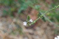 Verbena officinalis