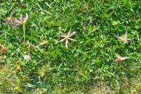 Trifolium alpinum