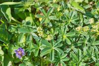 Alchemilla alpina