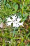 Dianthus hyssopifolius