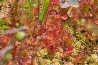 Drosera rotundifolia