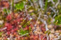 Drosera rotundifolia