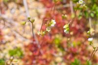 Drosera rotundifolia