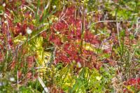 Drosera rotundifolia