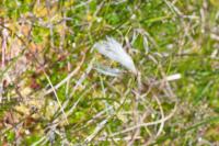 Eriophorum angustifolium