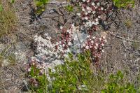 Sedum brevifolium