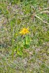 Arnica montana