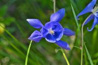 Aquilegia vulgaris