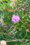 Armeria alpina