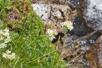 Saxifraga aquatica