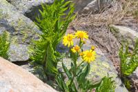 Senecio pyrenaicus