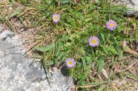Erigeron