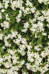 Galium pyrenaicum