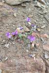 Linaria alpina