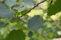 Populus tremula