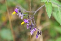 Solanum dulcamara