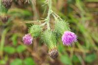 Cirsium vulgare