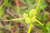 Cyperus eragrostis