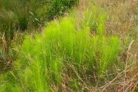 Equisetum telmateia