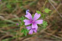 Malva sylvestris