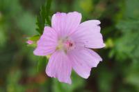 Malva moschata