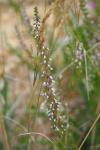 Calluna vulgaris