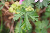 Malva moschata