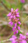 Erica cinerea