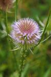 Dipsacus fullonum