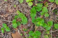 Lysimachia nemorum